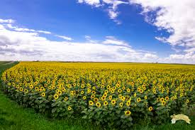 Visiting North Dakota Sunflowers -